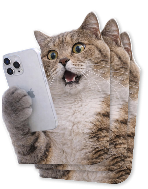 Кот с телефоном